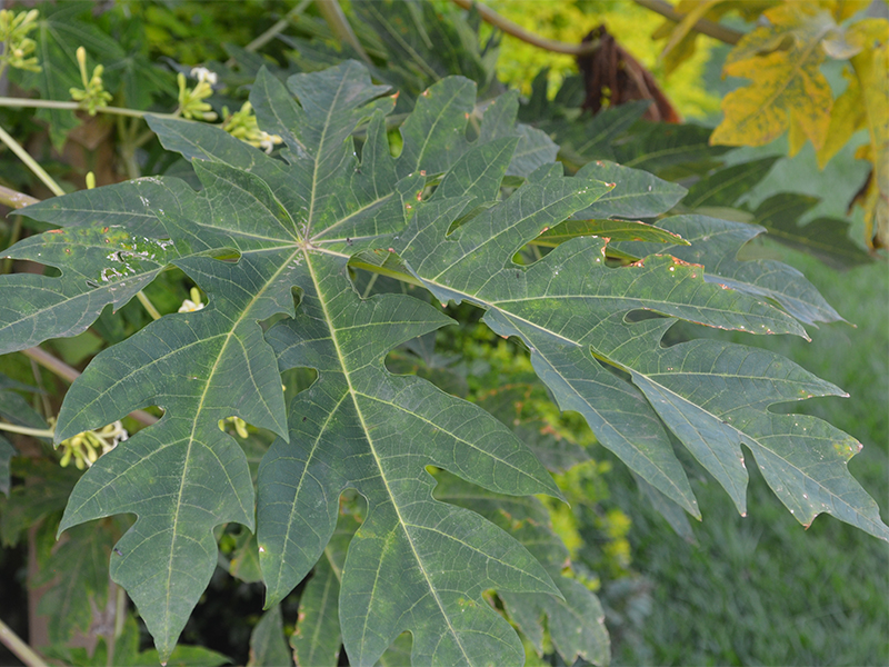Carica papaya, Leaf